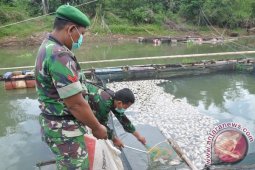 IKAN MATI MENDADAK