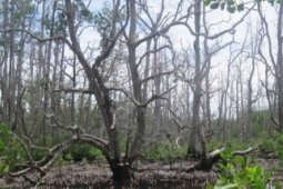 Bakau mati