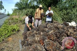 KELAPA SAWIT MEMBUSUK