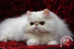 Puluhan kucing ras ikut kontes di Wonosobo
