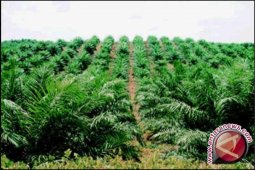 BPBD Babel Awasi Perusahaan Perkebunan