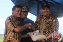 Beras Tuik Bertahan Tinggi