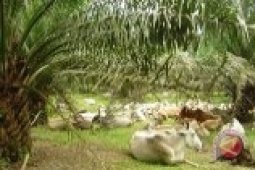 Distanbunak Babel jamin stok daging sapi cukup