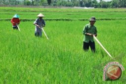 Desa swasembada pangan pertama di Bangka Barat