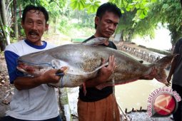 Tabalong Salurkan 860 Ribu Bibit Ikan