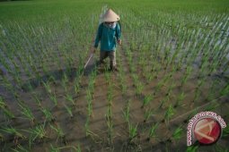 Bupati Bangka Tanam Padi di Sawah Baru