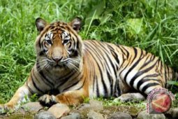 Harimau Sumatera berkembangdi TN Sembilang