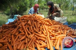 Makanan Yang Dapat Menghilangkan Nikotin Dari Tubuh