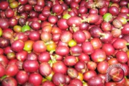 35 Jenis Kopi Indonesia Kualitas Tertinggi Dilelang Dalam Ajang ICF