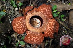 32 bunga Rafflesia mekar selama 2012