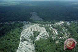 100 ribu hektare hutan Jambi rusak akibat perambahan