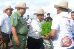 Opini - Kemauan 24 Karat Bersawah Baru di Ketapang Kalbar