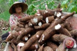 NTP perkebunan rakyat Babel naik 0,63 persen