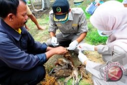 Balai Karantina Pangkalpinang perketat lalu lintas itik