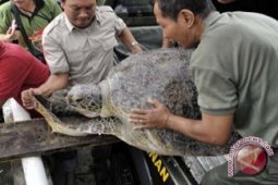 BKSDA Amankan 22 Penyu Hijau