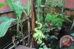PISANG ANEH