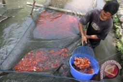 Produksi ikan air tawar petani Pangkalpinang meningkat