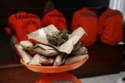 Jerman Legalkan Ganja Untuk Pengobatan
