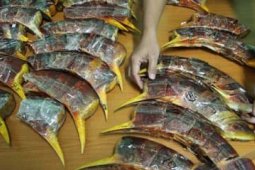 PENYITAAN PARUH BURUNG ENGGANG