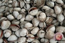 Nelayan Sukal Mulai Tebar Benih Kerang Darah