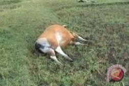 Sapi Perah Di PPU Mati Terserang Timpani
