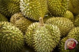 Durian Sulbar-Sulteng Laris Di Gorontalo