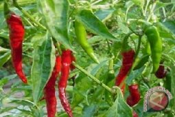 Petani Cabai Gorontalo Utara Butuh Bantuan Pupuk