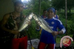 Matinya ikan jatiluhur pengaruhi harga benih