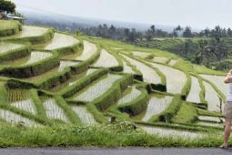 PROTEKSI SAWAH DAN SUBAK