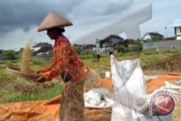Bulog Bali Miliki Stok 5.925 Ton Beras