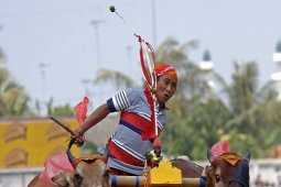 Karapan Sapi Gorontalo Utara Sedot Ribuan Pengunjung
