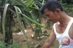 Warga Manfaatkan Pekarangan Tanam Buah Naga