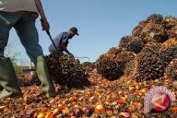 TBS Kaltim Sentuh Harga Tertinggi