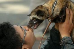 PECINTA MUSANG