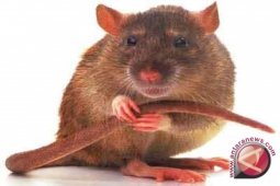 Tikus Raksasa Telah Langka di Kalimantan
