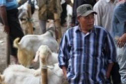 Pamukan Utara Sentra Ternak Kambing