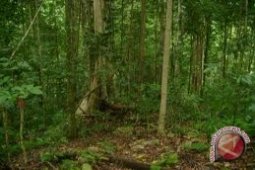 "Agfor" Bangun 491 Kebun Percontohan Di Sulawesi