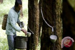 Harga Karet di Pedalaman Barito Utara  Naik 