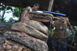 Pemkab Lebak Kerja Sama Petani Remajakan Perkebunan