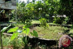 KOLAM IKAN KERING DIMUSIM HUJAN
