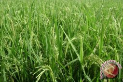 Pemkab Gorontalo Utara Budidayakan Padi Ladang