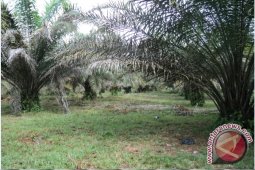 Japesda Gorontalo Sesalkan Pertikaian Di Popayato