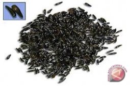 Jinten hitam, "sang penakluk" penyakit