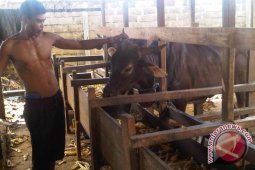 Kapal Pengangkut Sapi Sulawesi Tiba di Sangatta