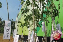 58 sekolah di Yogyakarta jadi "Green School"
