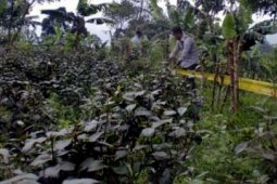 LADANG KHAT DI CISARUA