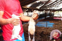 Ratusan itik mati mendadak di Padangpariaman