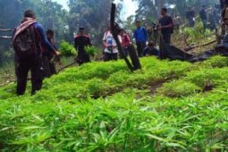 LADANG GANJA