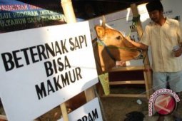Mantan TKI Ilegal di Malaysia Sukses Jadi Inseminator Sapi