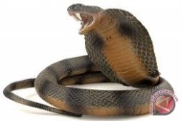 Ular Kobra Berkepala Tiga Muncul di Pura